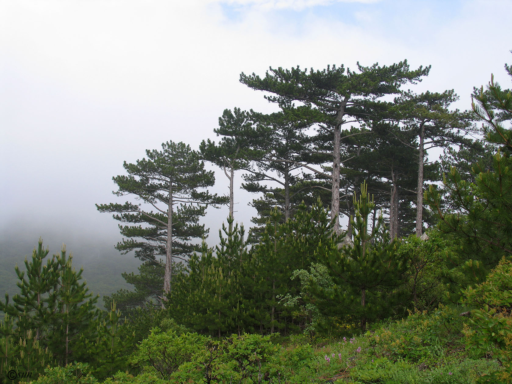 Никитская расселина, image of landscape/habitat.