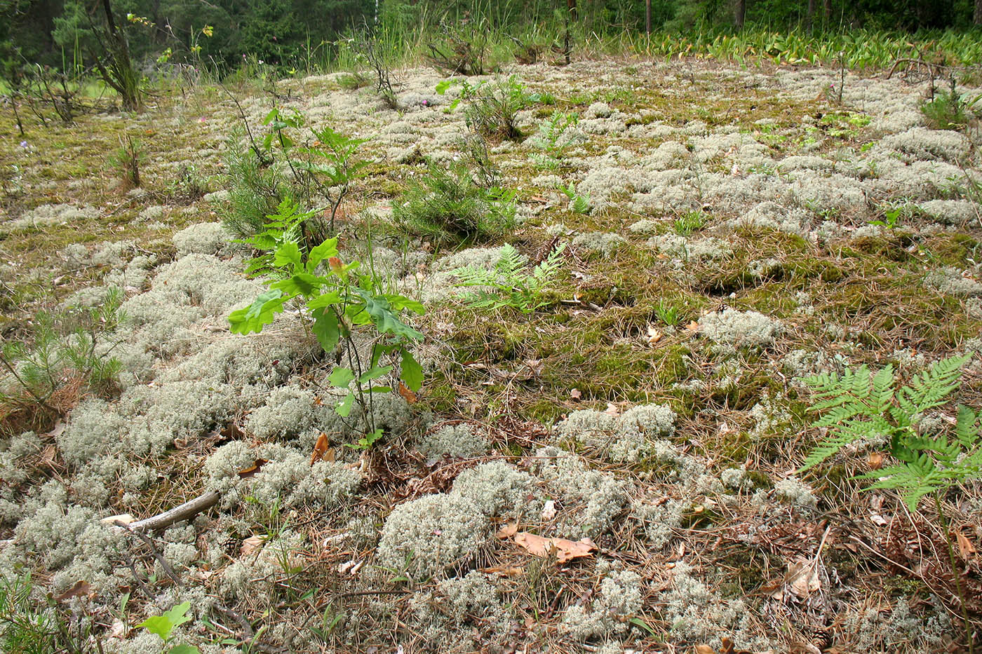 Приокско-Террасный заповедник, image of landscape/habitat.