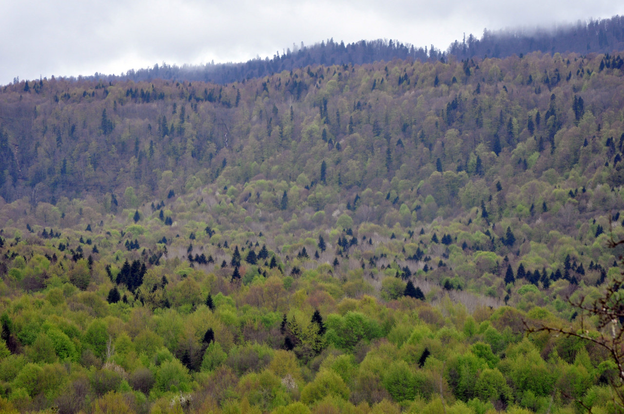 Мезмай, image of landscape/habitat.