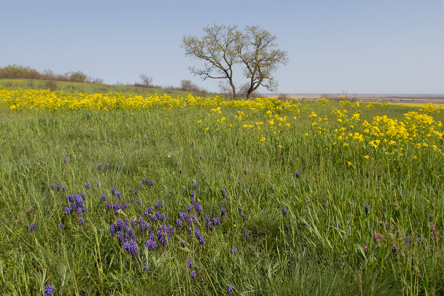 Дубовый Рынок, image of landscape/habitat.