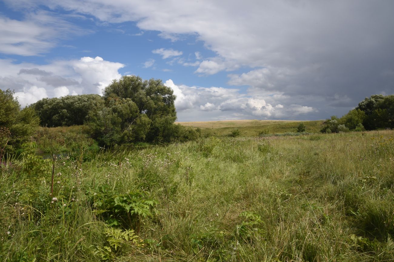 Устье реки Кочуровка, image of landscape/habitat.