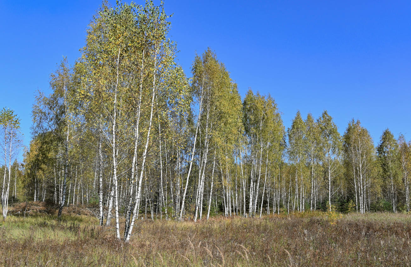 Озеро Горбатое, image of landscape/habitat.