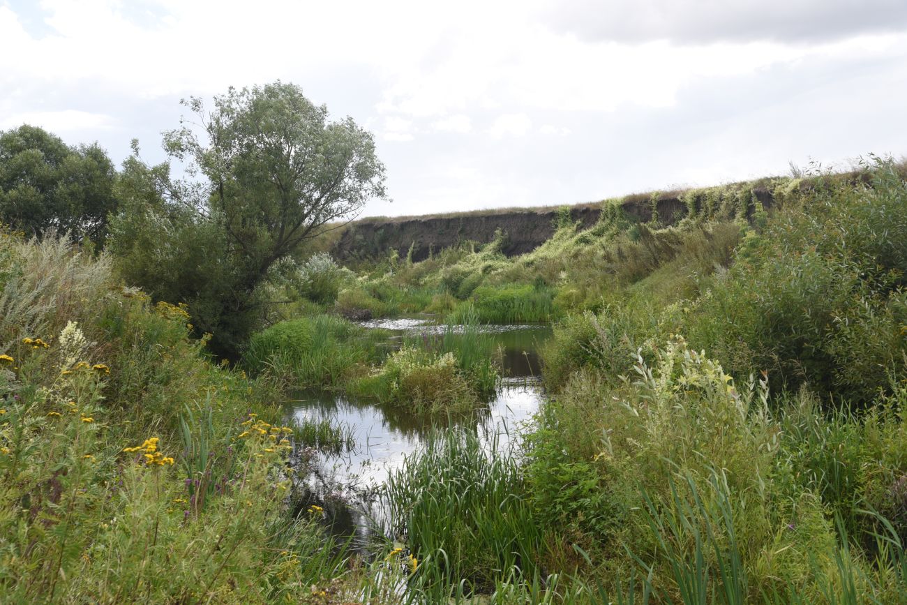 Балка Кочуровка, image of landscape/habitat.