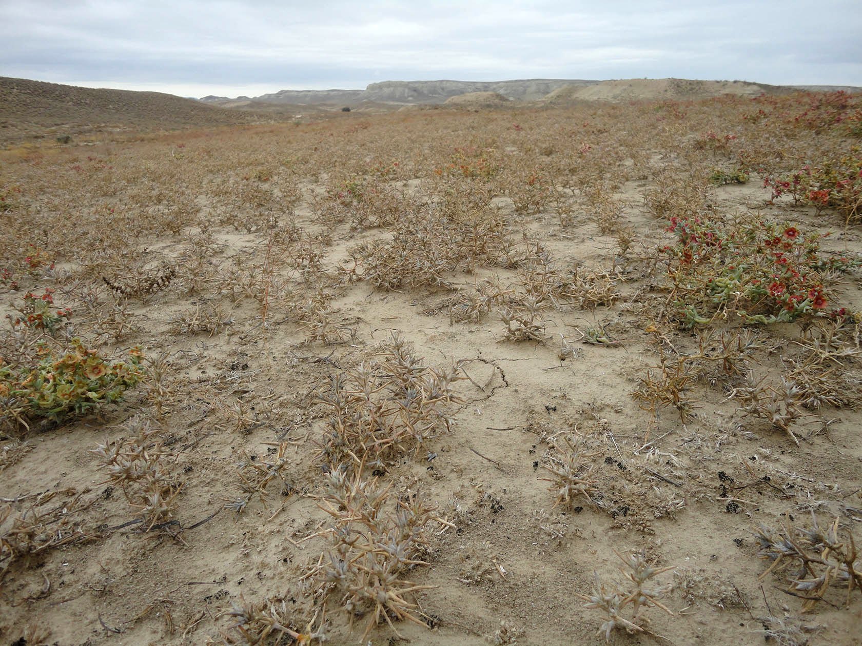 Акгая, image of landscape/habitat.