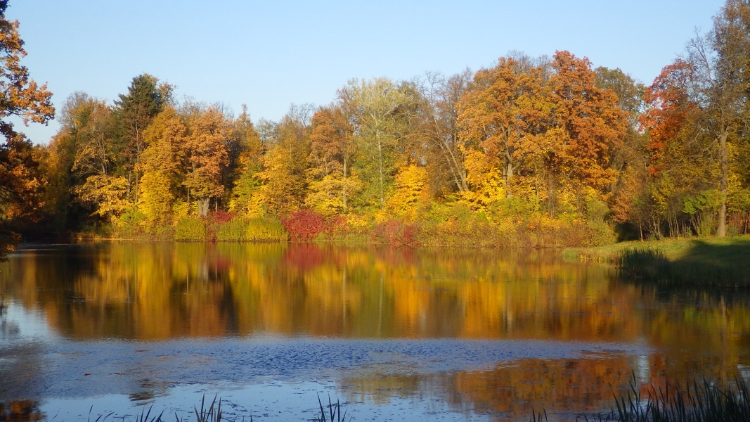 Павловск, image of landscape/habitat.