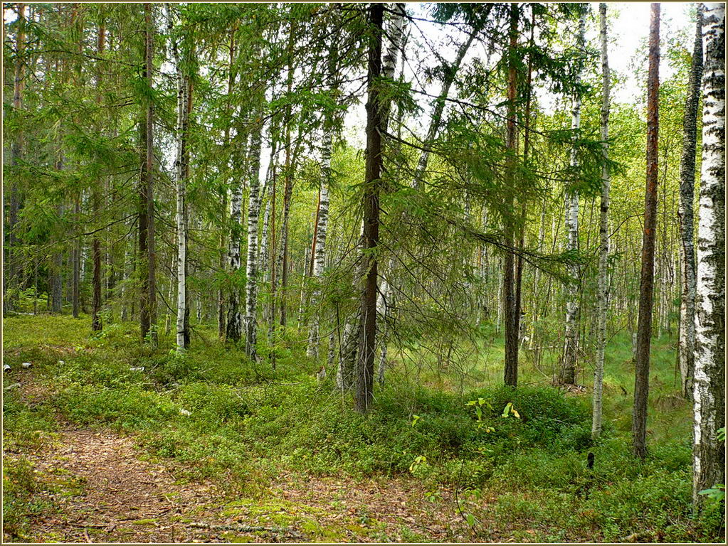 Урочище Торф, image of landscape/habitat.