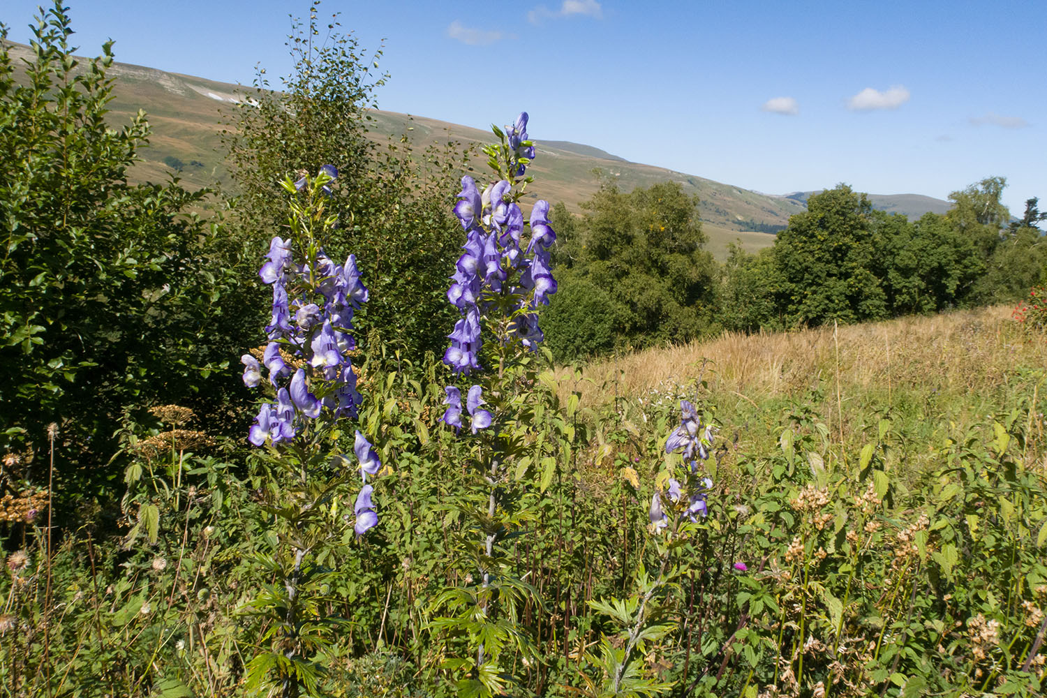 Окрестности Азишского перевала, image of landscape/habitat.