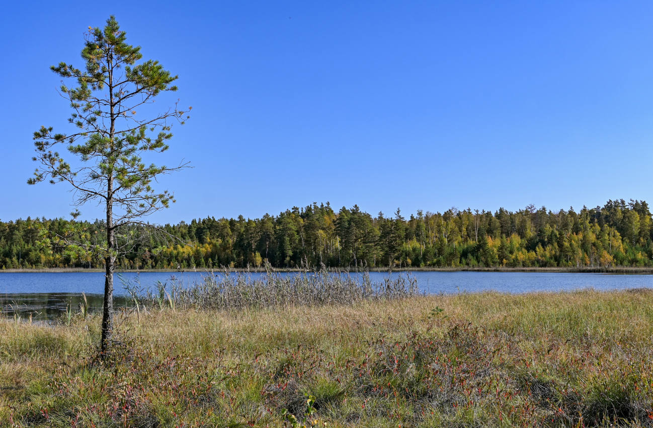 Озеро Горбатое, image of landscape/habitat.