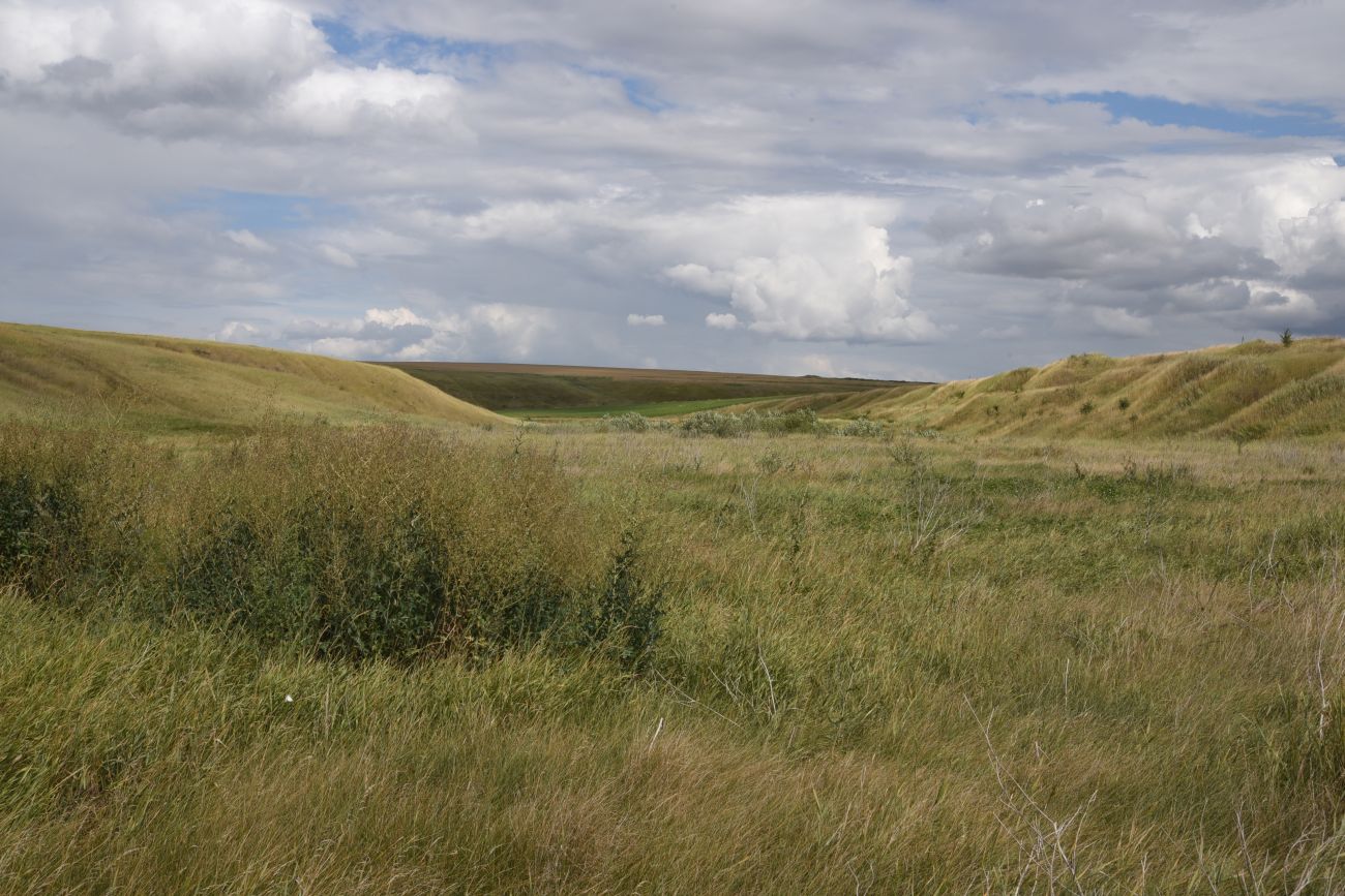 Балка Кочуровка, image of landscape/habitat.