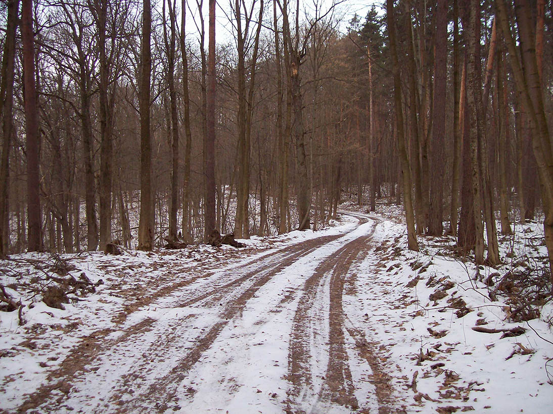 Дача Рокоссовского, image of landscape/habitat.