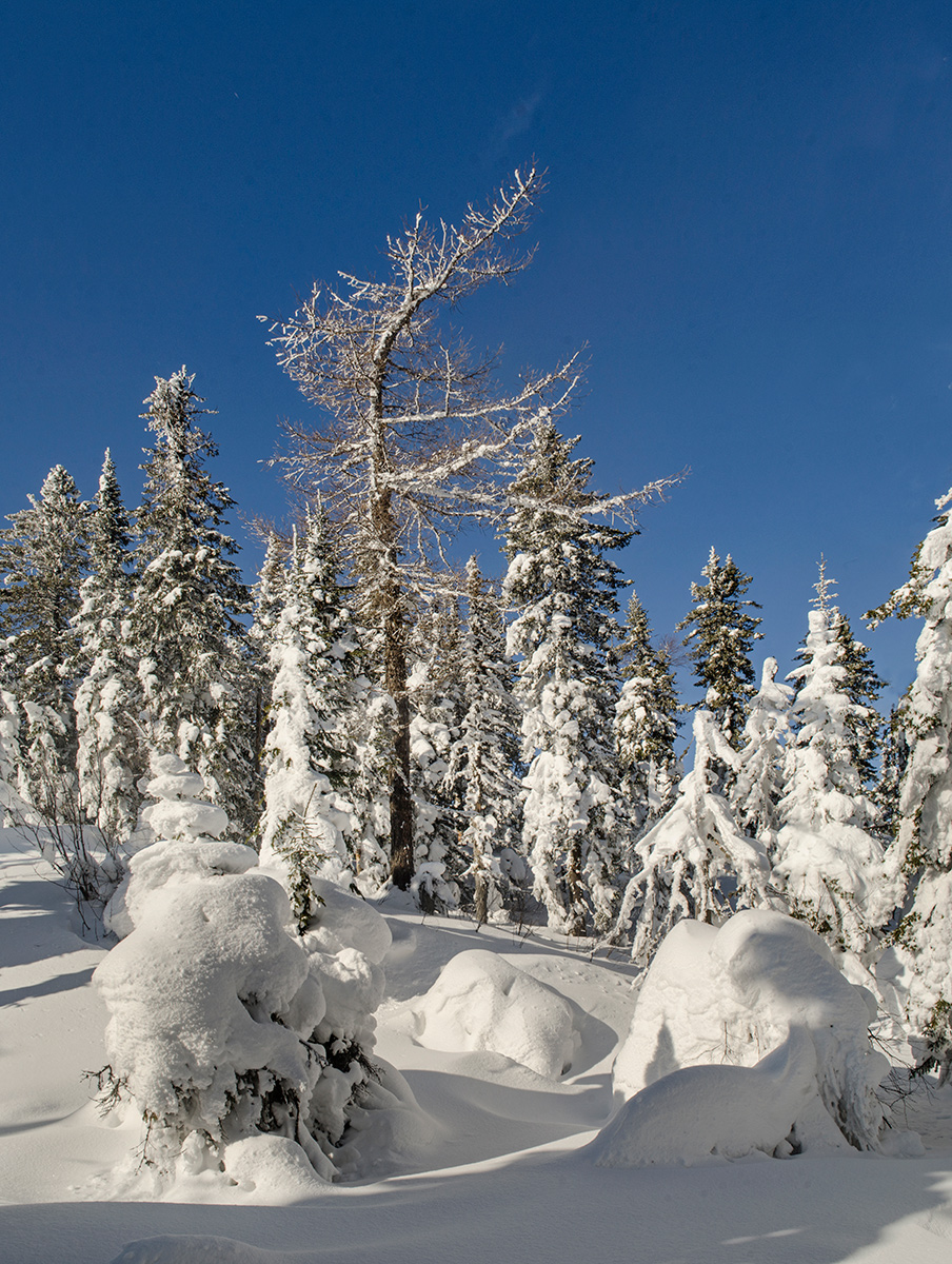 Окрестности деревни Отнурок, image of landscape/habitat.