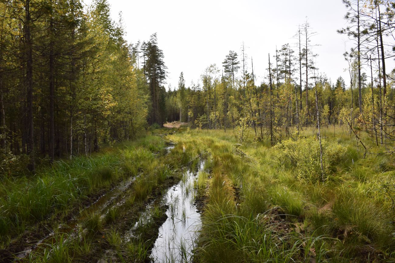 Окрестности устья реки Вига, image of landscape/habitat.