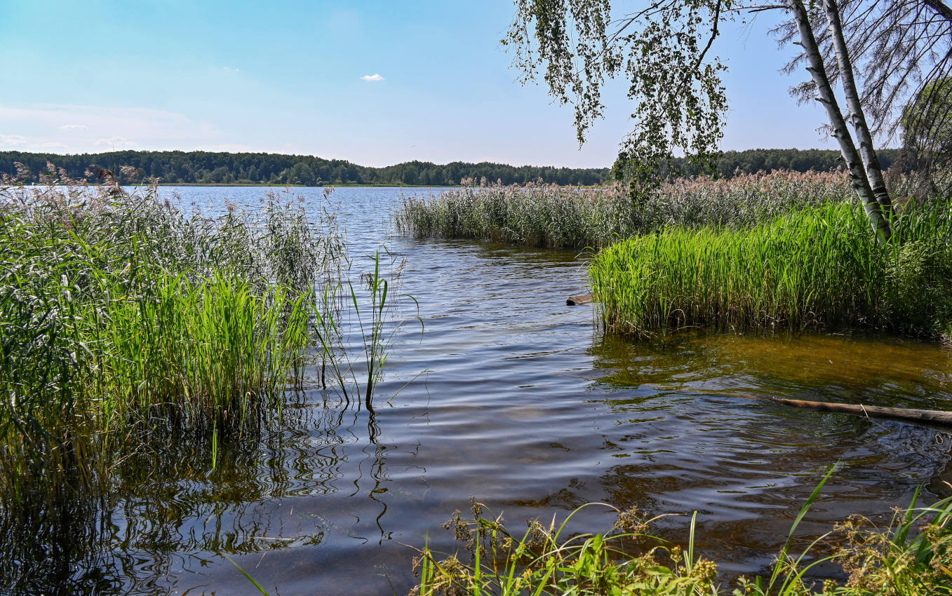 Учинское водохранилище, image of landscape/habitat.