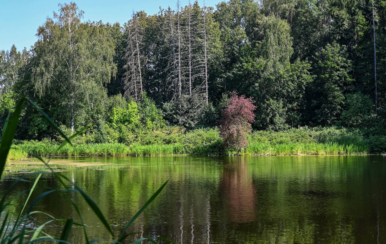 Учинское водохранилище, image of landscape/habitat.