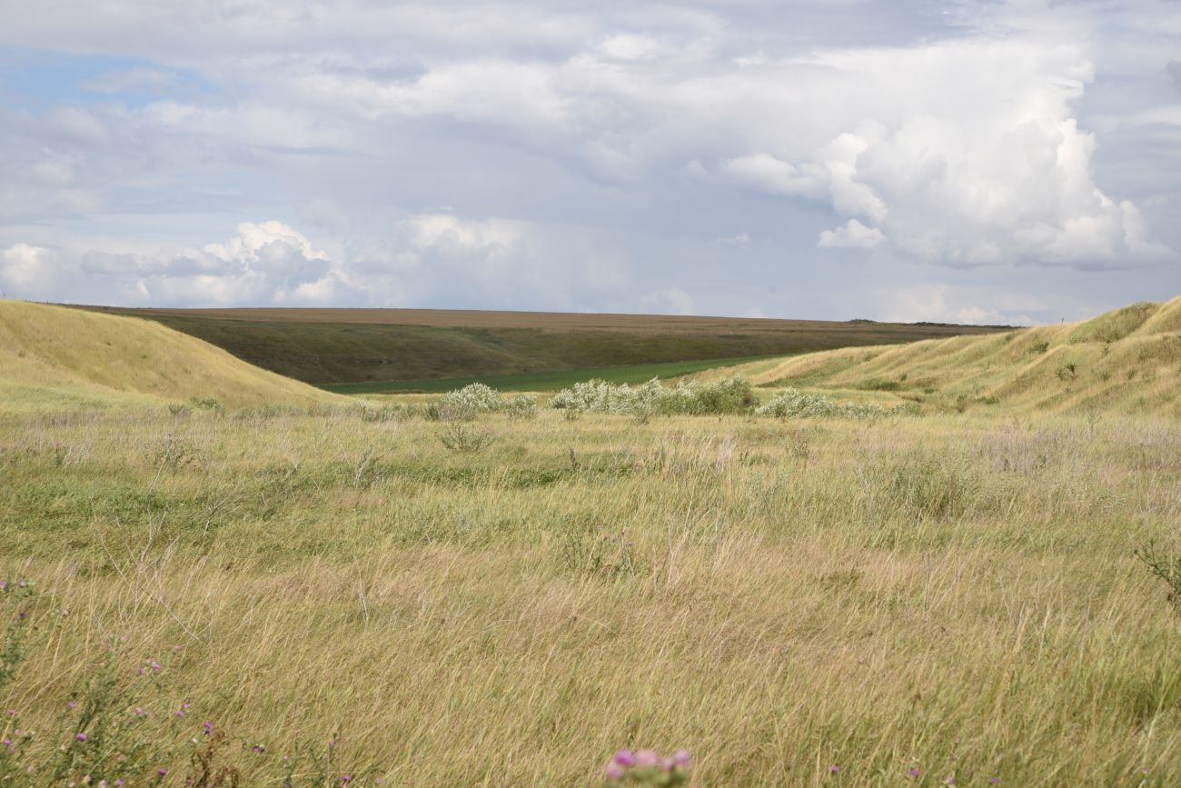 Балка Кочуровка, image of landscape/habitat.