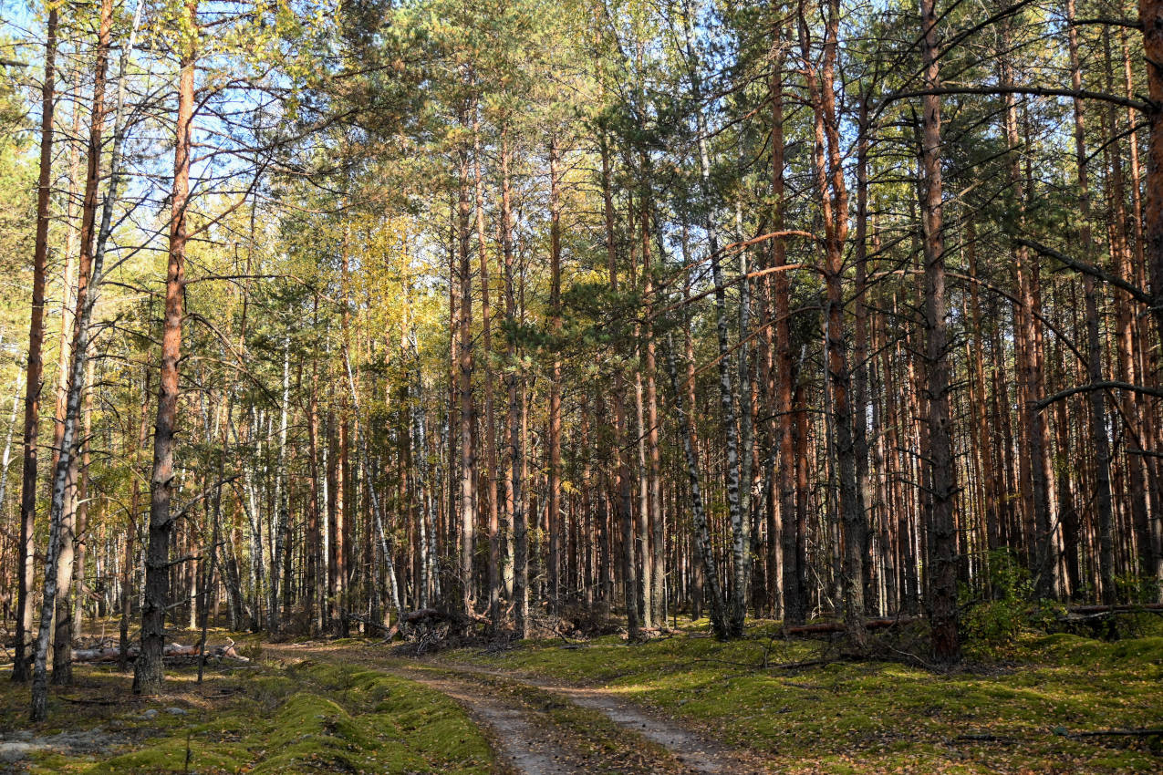 Окрестности села Марково, image of landscape/habitat.