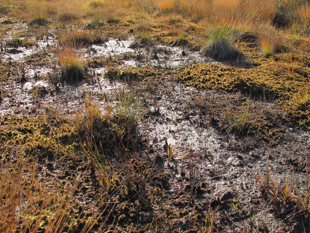 Северные окрестности Архангельска, image of landscape/habitat.