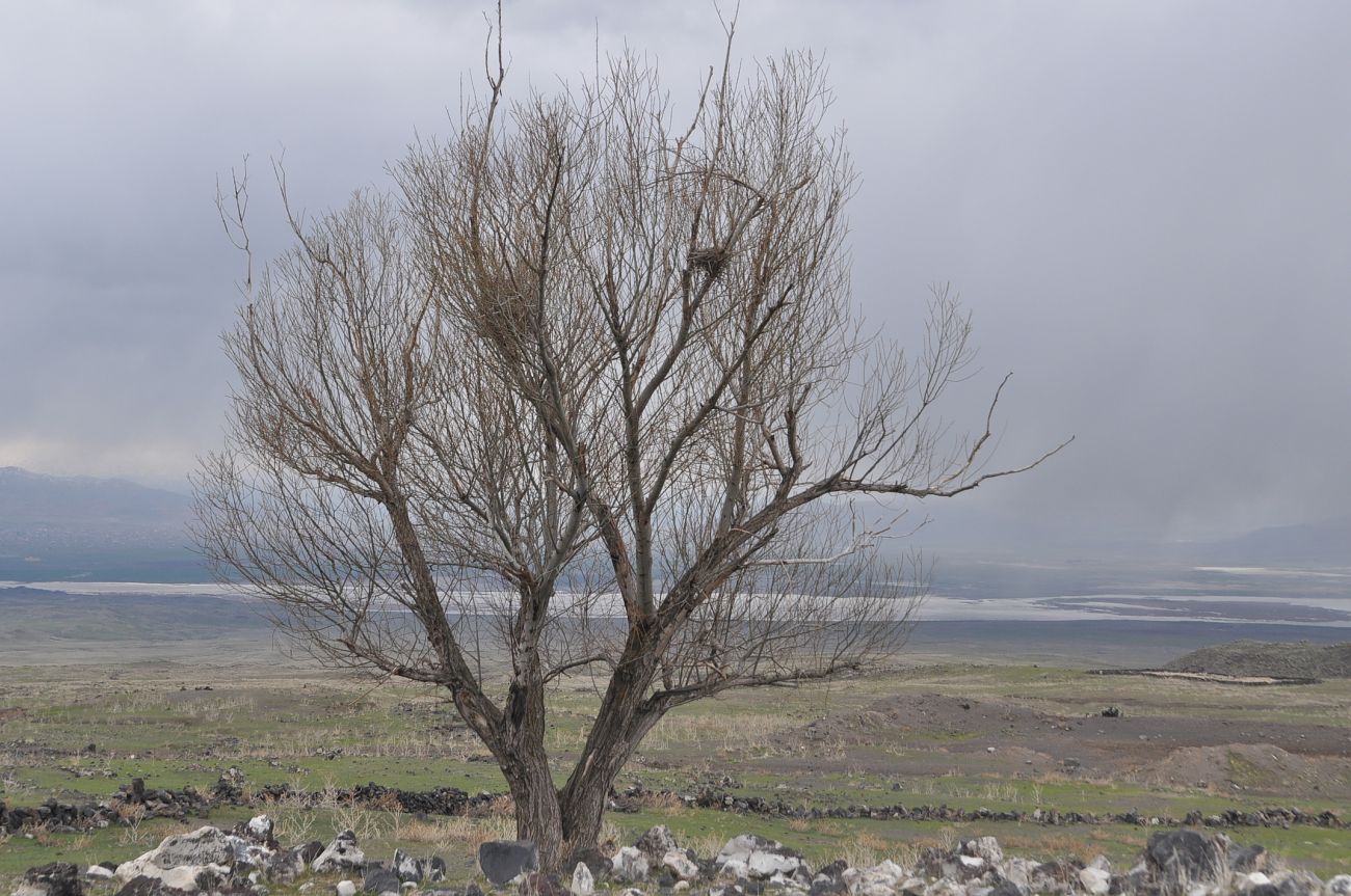 Юго-западное подножие Арарата, image of landscape/habitat.