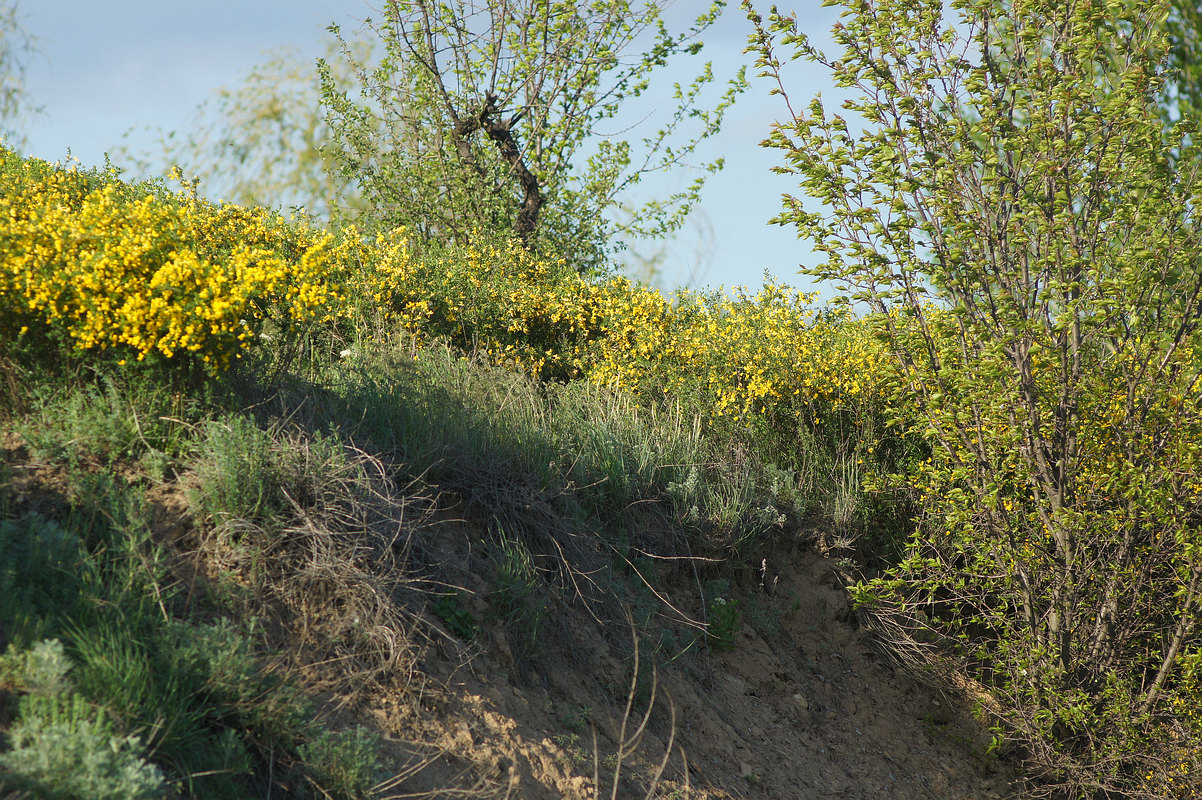 Донецкое море и окрестности, image of landscape/habitat.