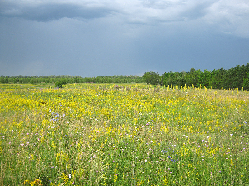 Село Ново-Зубово, image of landscape/habitat.