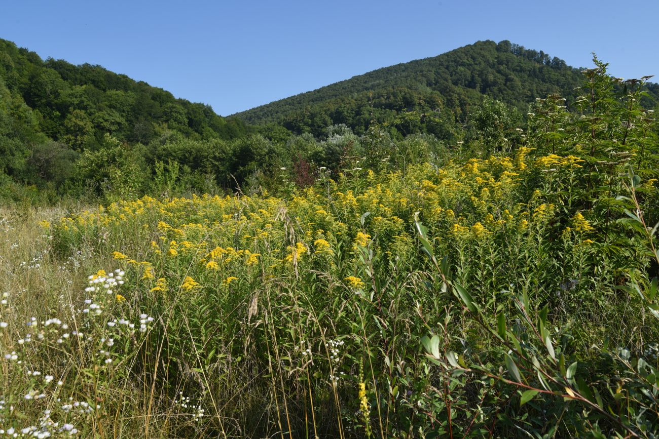 Урочище Холодное, image of landscape/habitat.