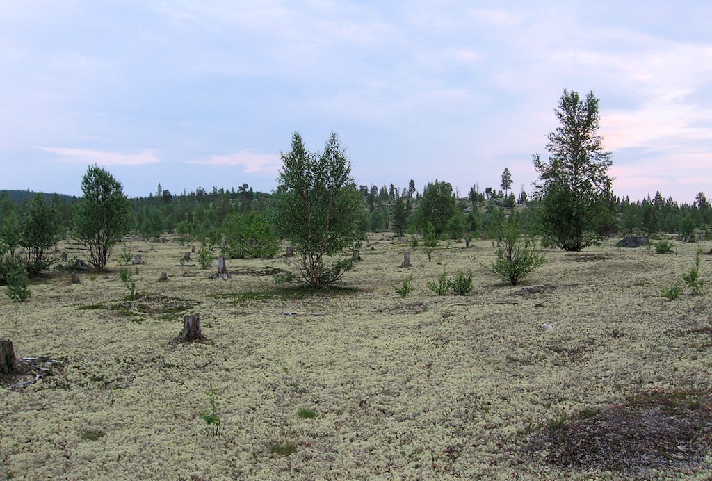 Бараки Кульйок, image of landscape/habitat.