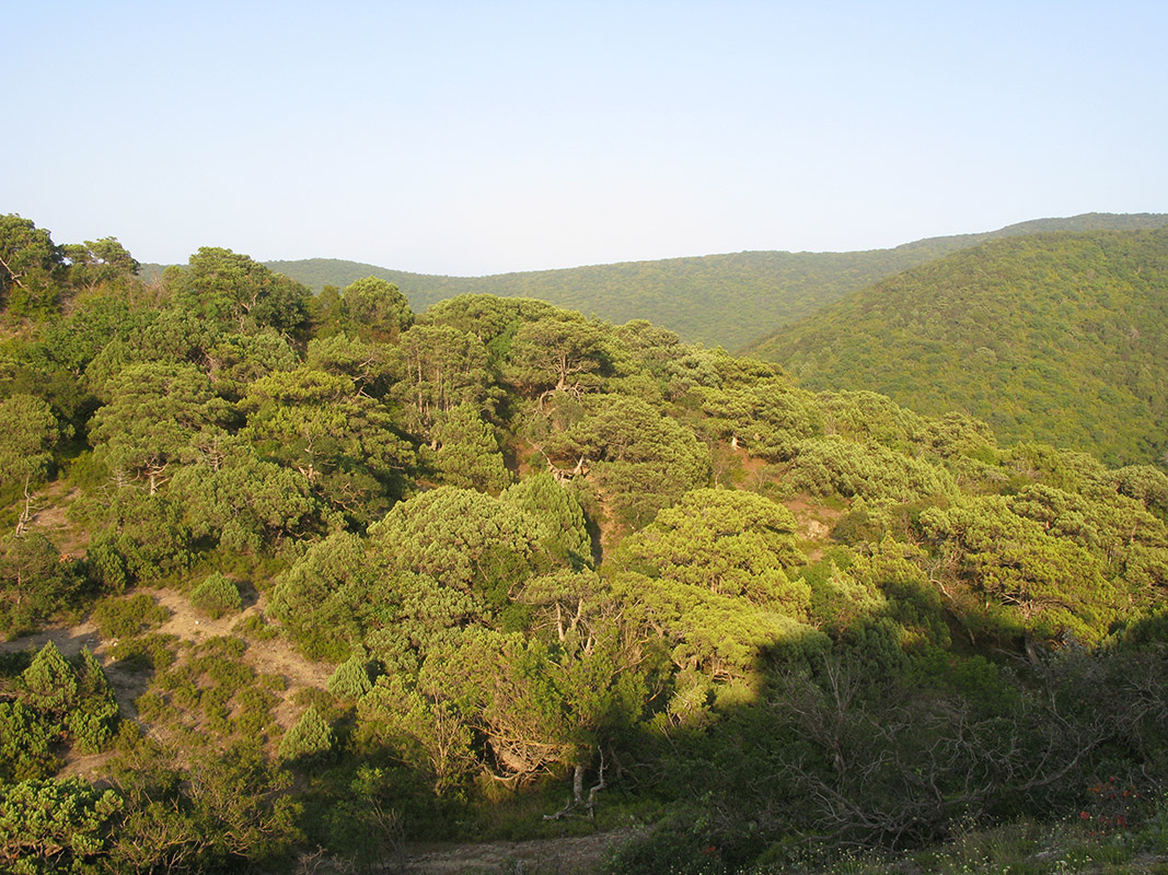 Большой Утриш, гора Солдатская, image of landscape/habitat.