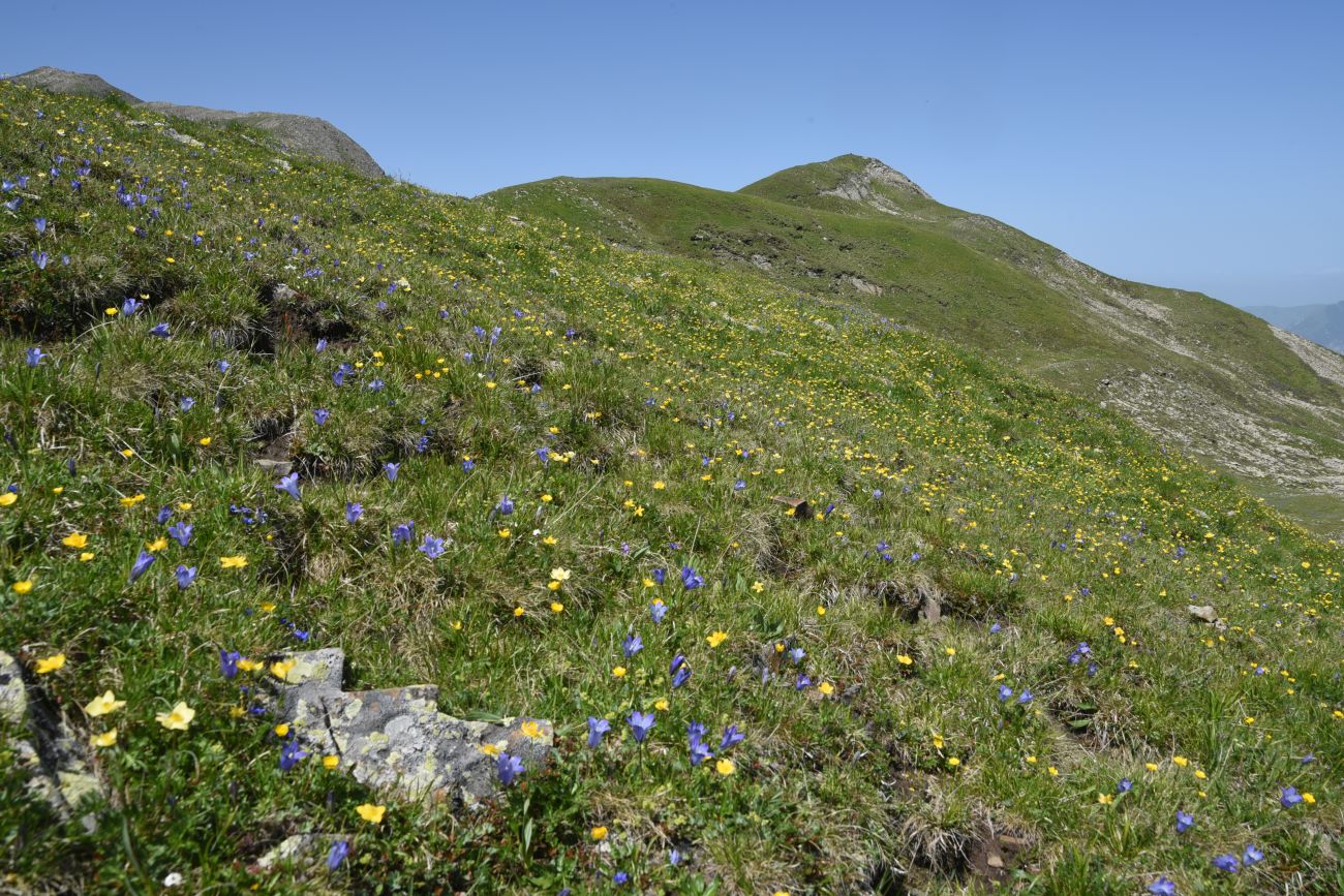 4 км от Цумандинского перевала, image of landscape/habitat.