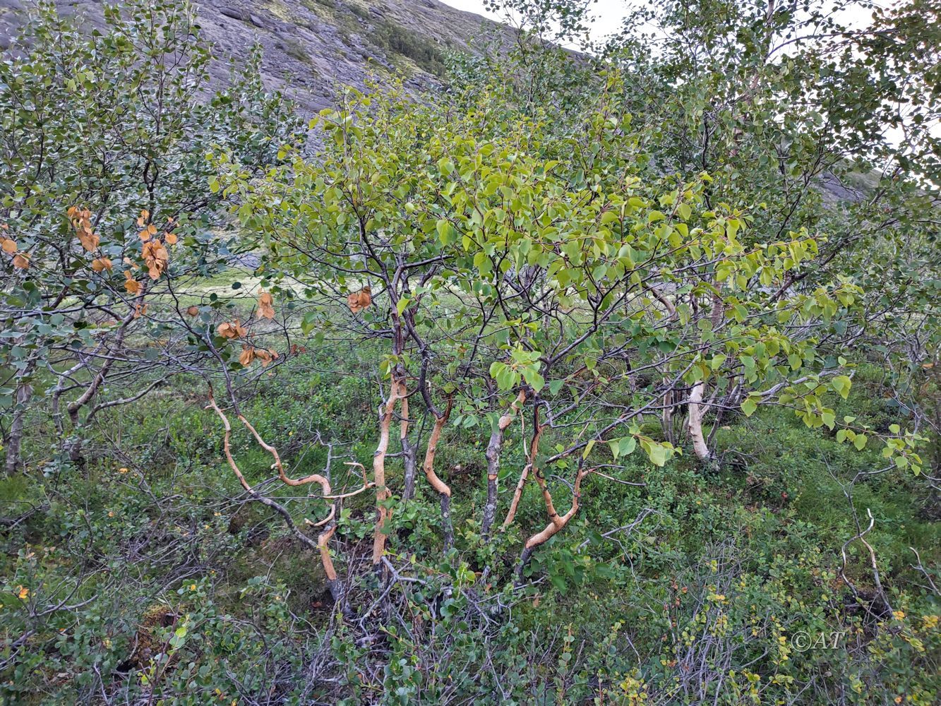 Ручей Маннепахкуай, image of landscape/habitat.