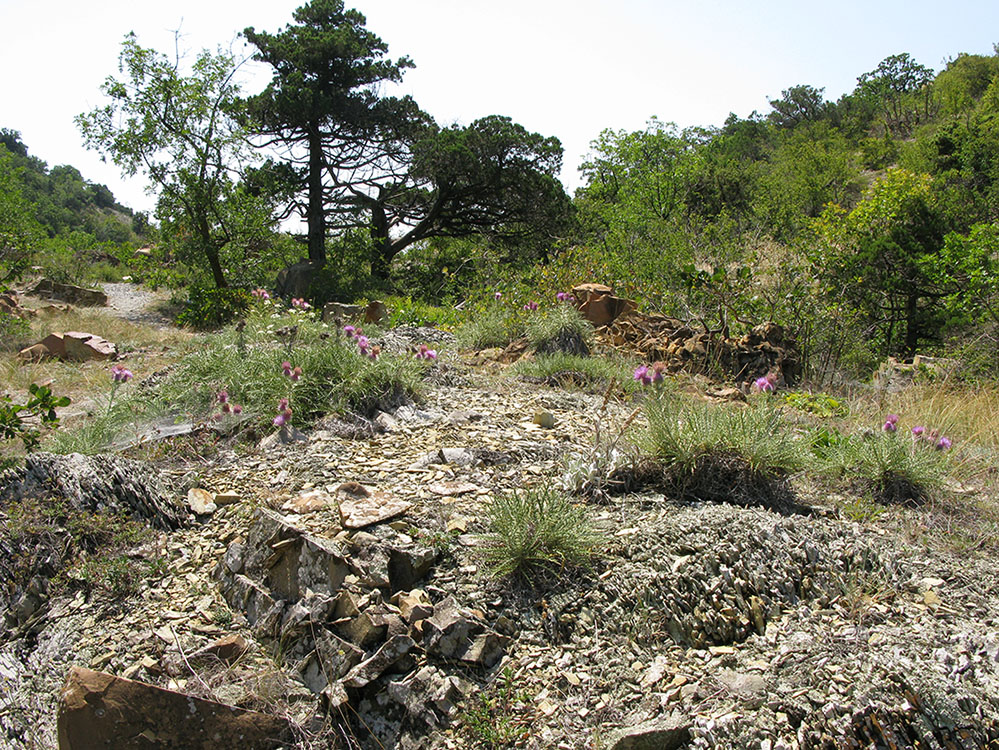 Большой Утриш, гора Солдатская, image of landscape/habitat.