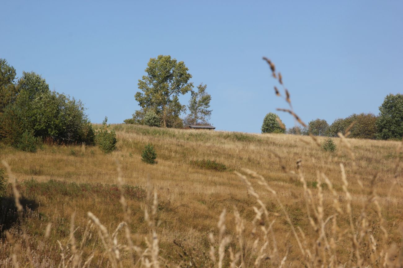 Окрестности Вяльцево, image of landscape/habitat.