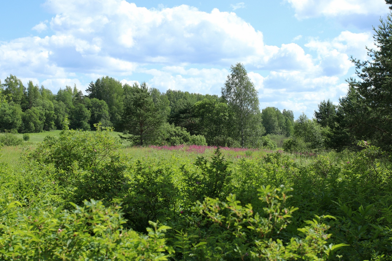 Луга у Кемки, image of landscape/habitat.