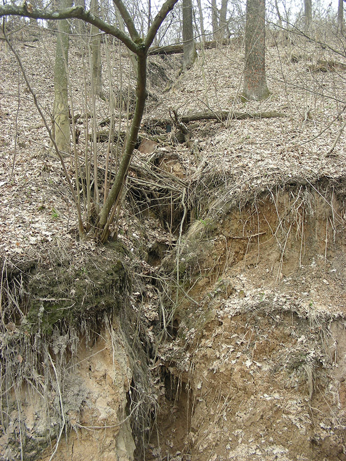 Устье-Воронка, image of landscape/habitat.