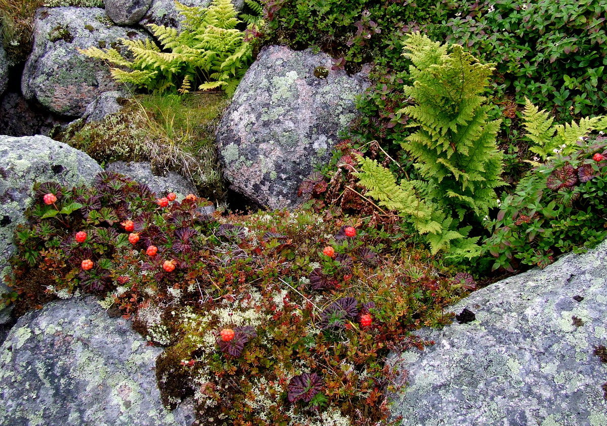 Столбовое озеро, image of landscape/habitat.