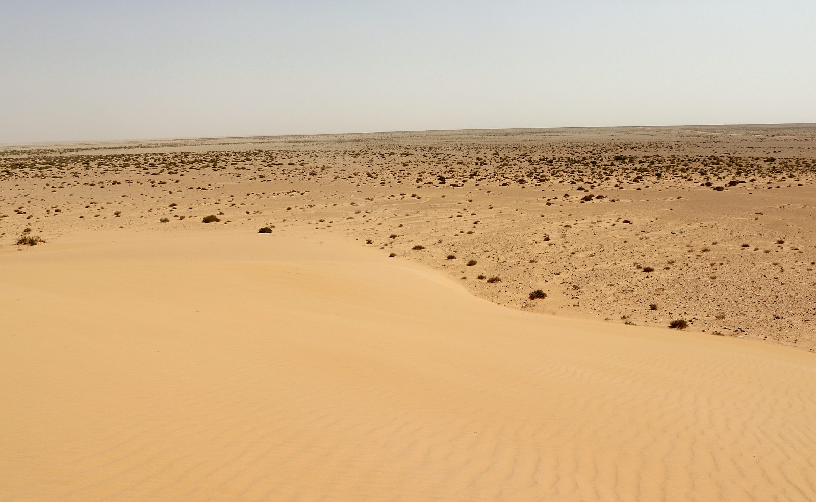 К югу и юго-западу от Эль-Дабаа, image of landscape/habitat.