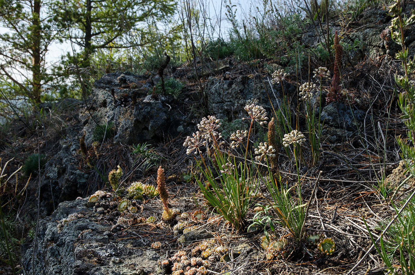 Акбура, image of landscape/habitat.