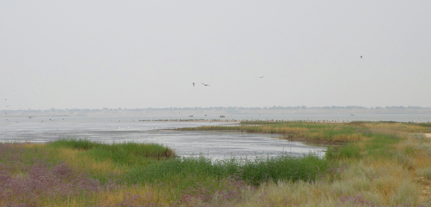 Коса Камышеватская, image of landscape/habitat.