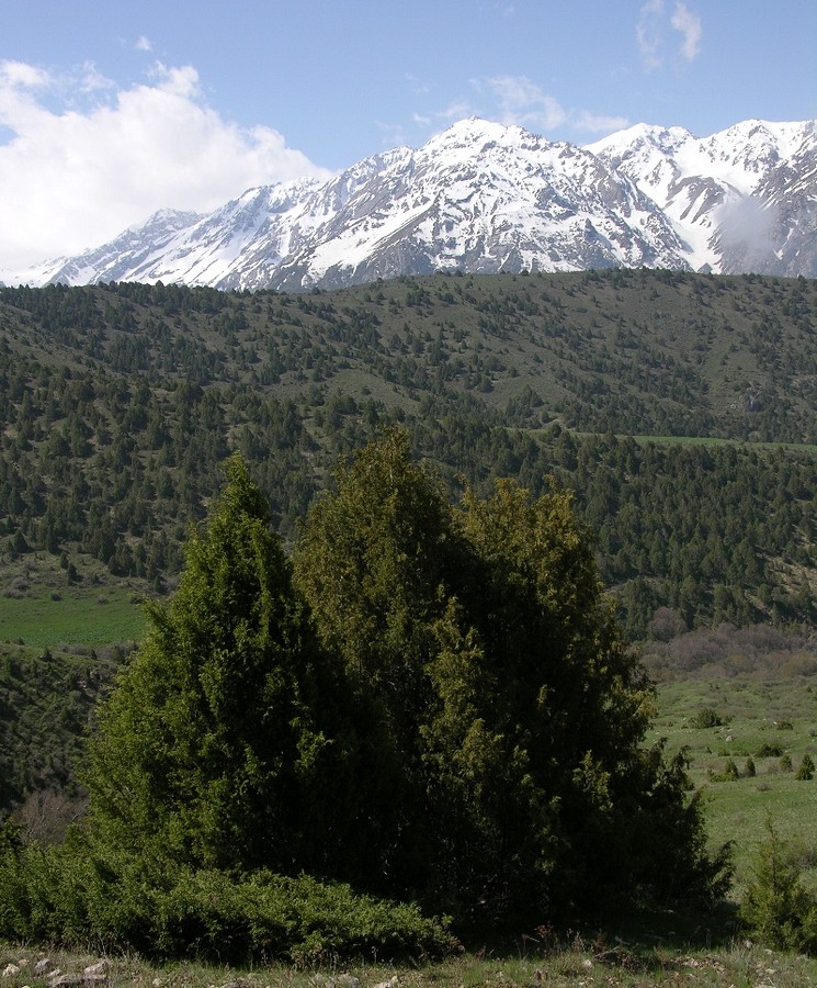 Сазаната, image of landscape/habitat.