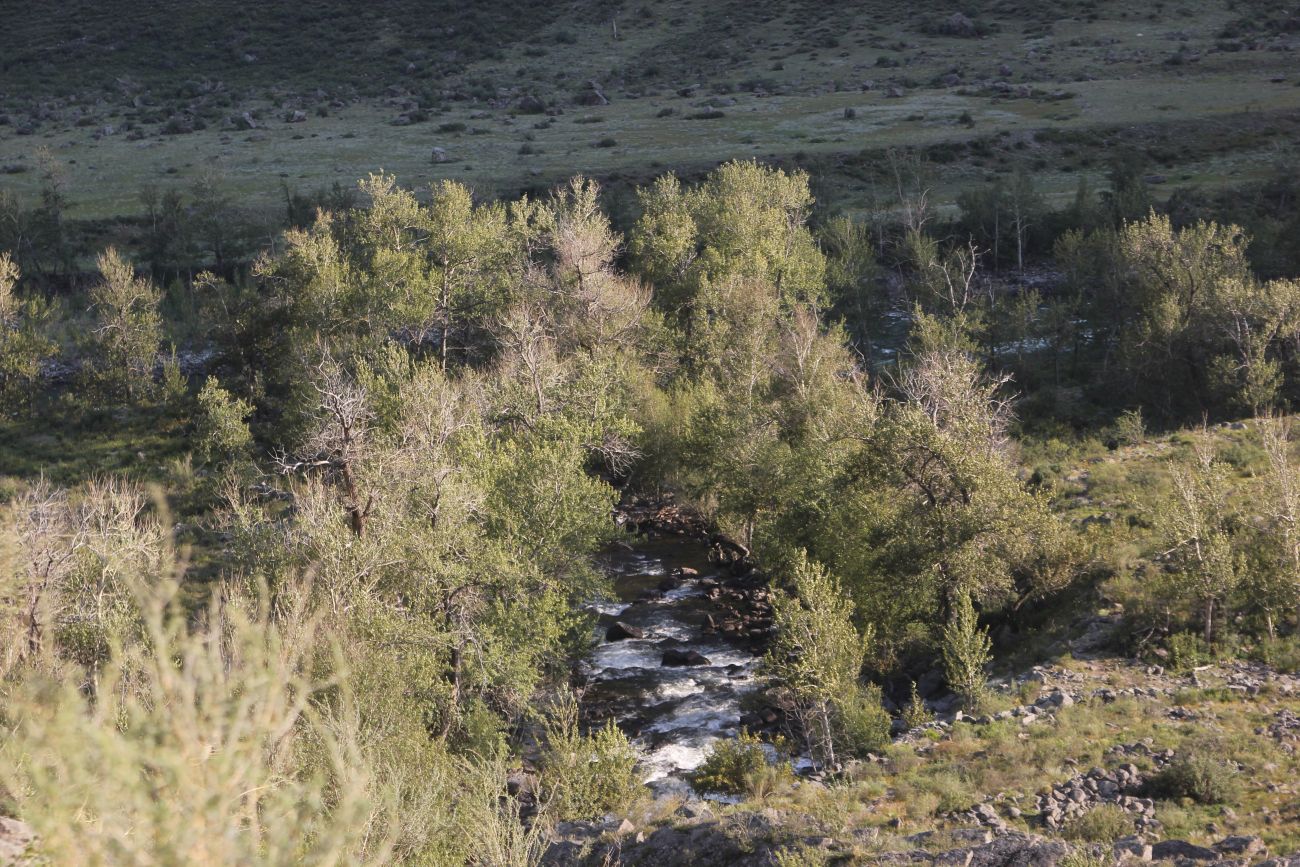 Окрестности ручья Куркуре, image of landscape/habitat.