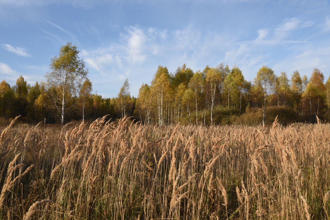 Окрестности деревни Никитск, изображение ландшафта.
