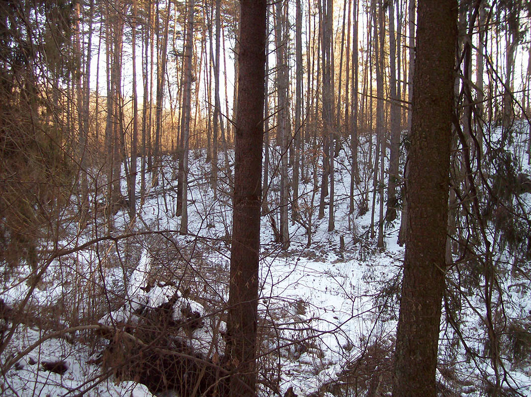 Верхнее течение ручья Понашов, image of landscape/habitat.