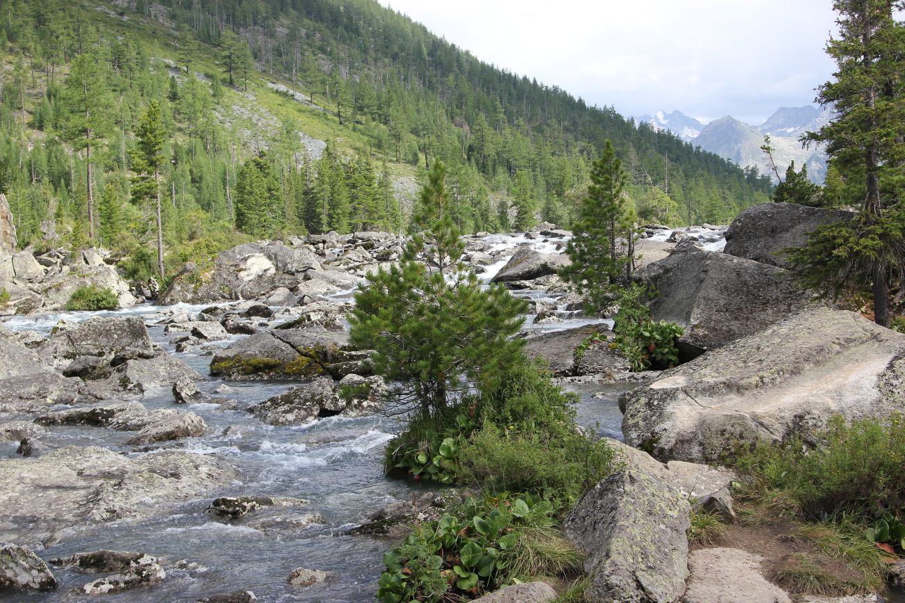 Урочище Шумы, image of landscape/habitat.