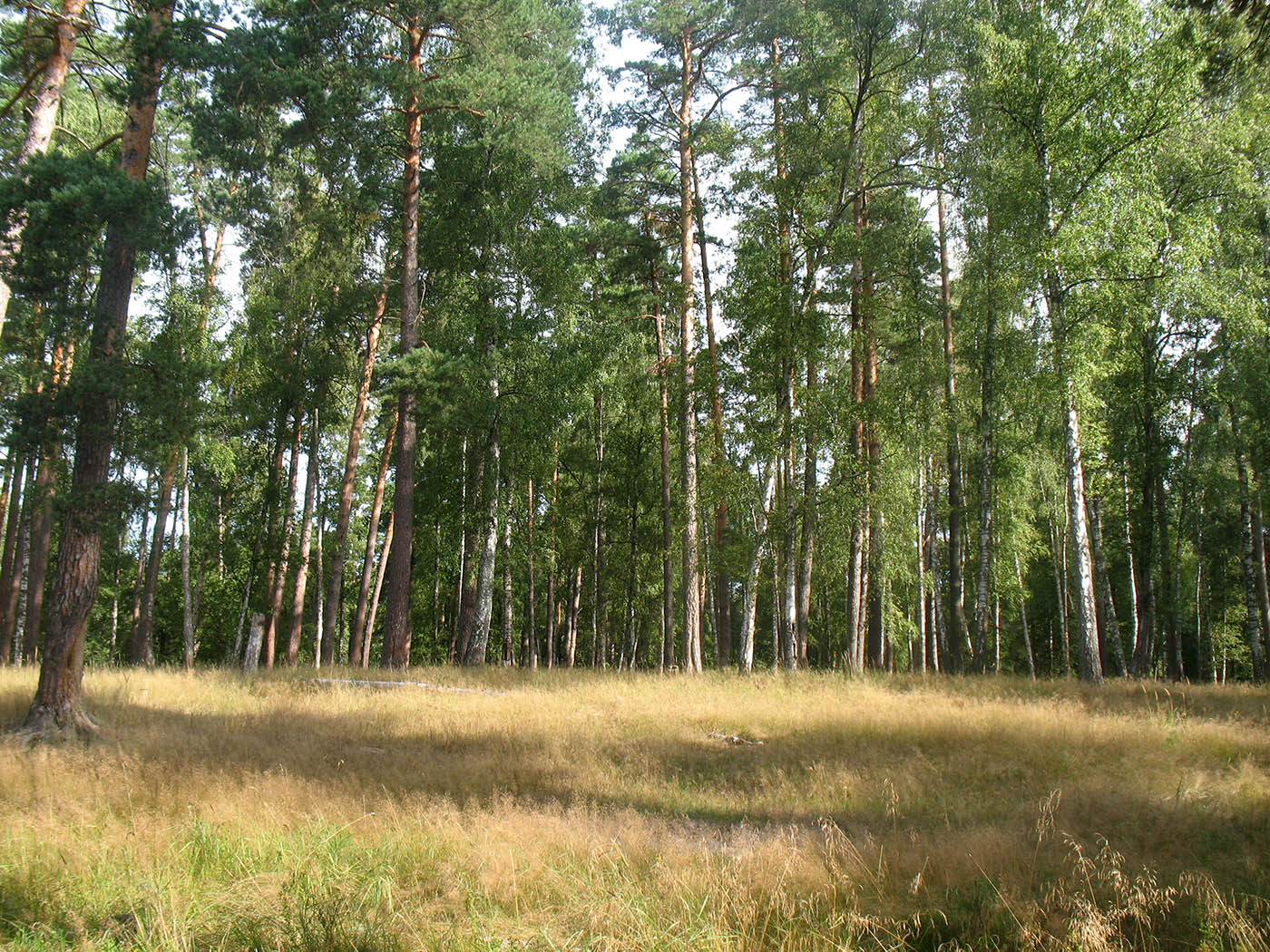 Приокско-Террасный заповедник, image of landscape/habitat.