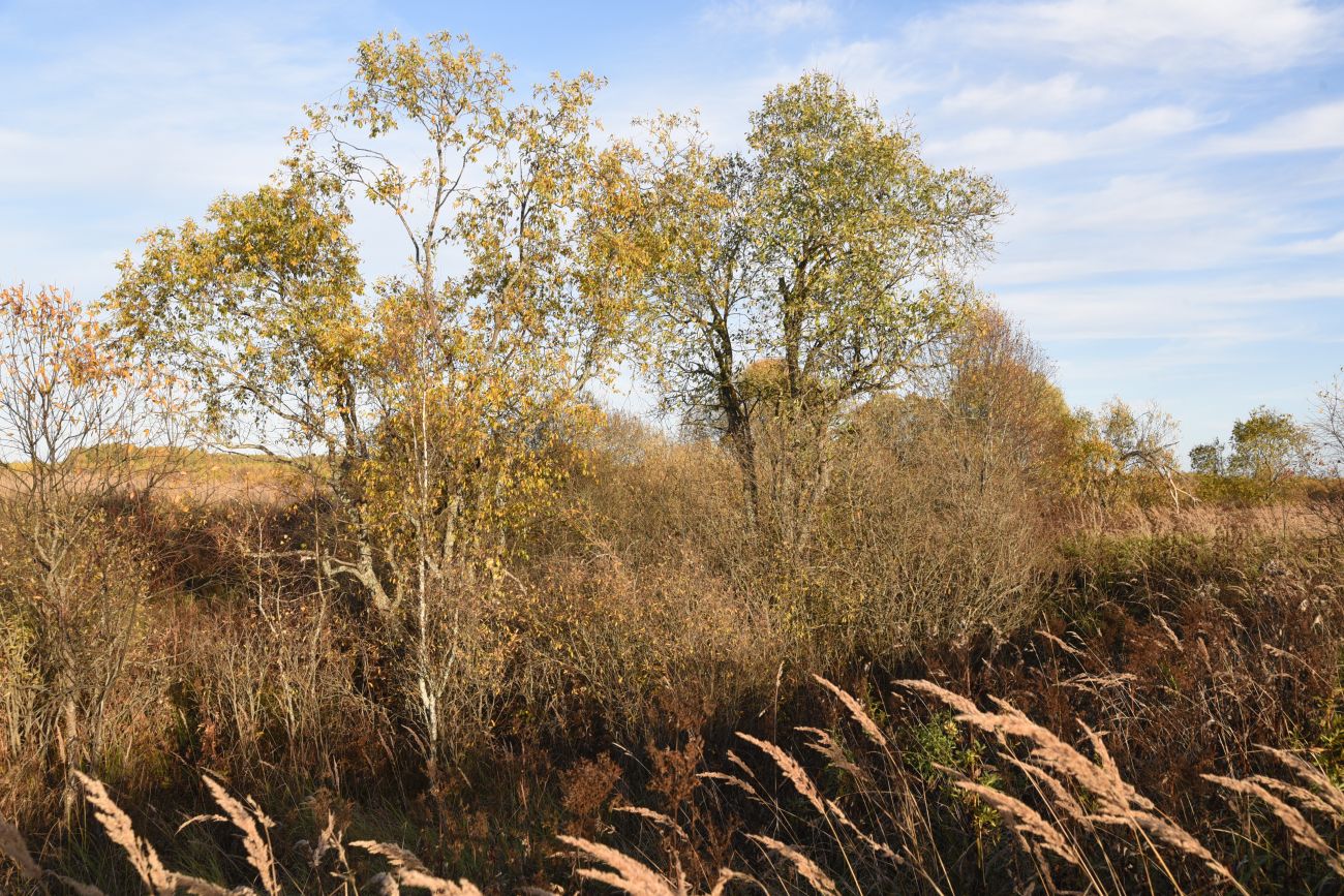 Окрестности деревни Никитск, image of landscape/habitat.