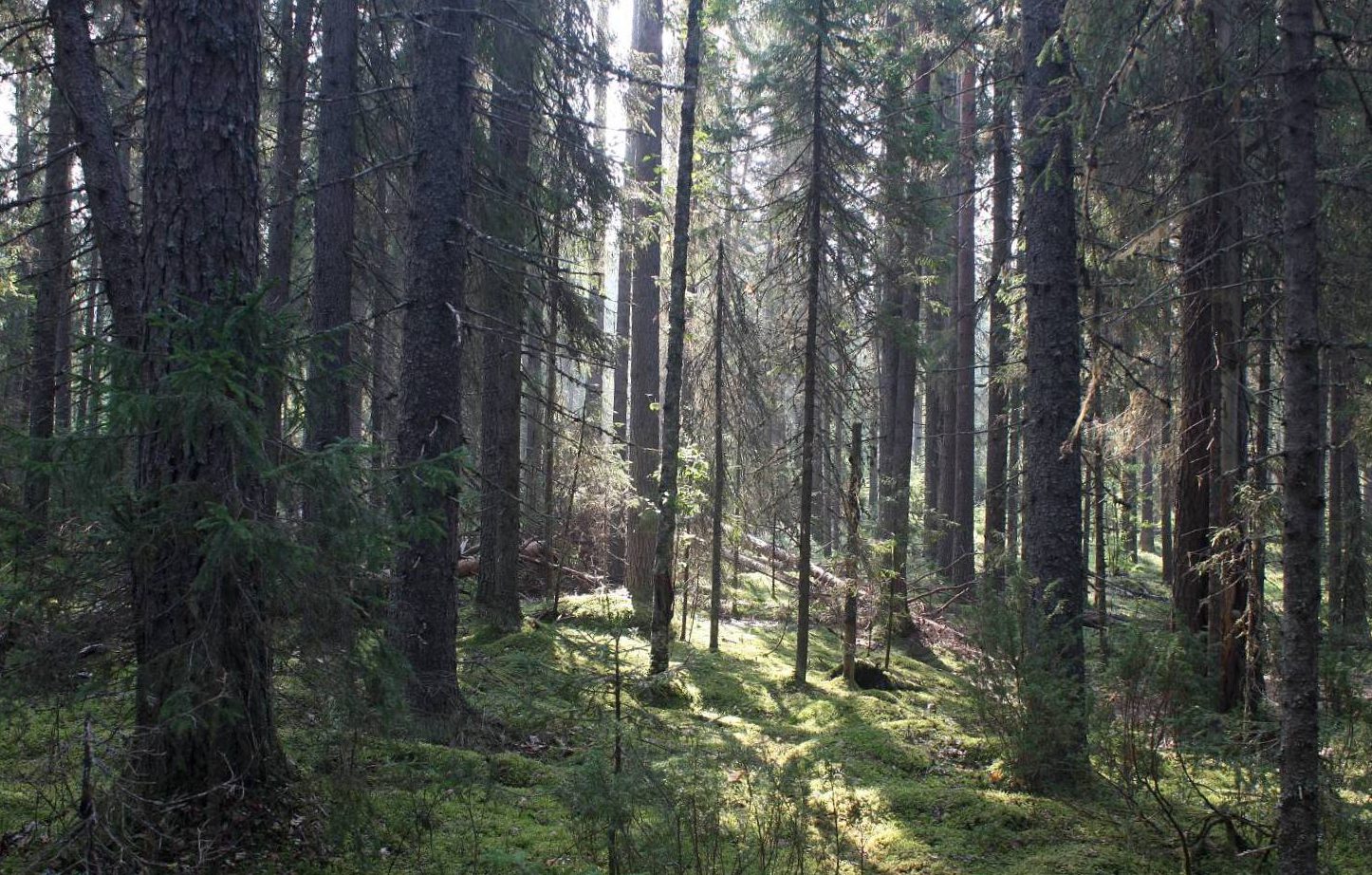 Уфтюго-Илешский массив, image of landscape/habitat.