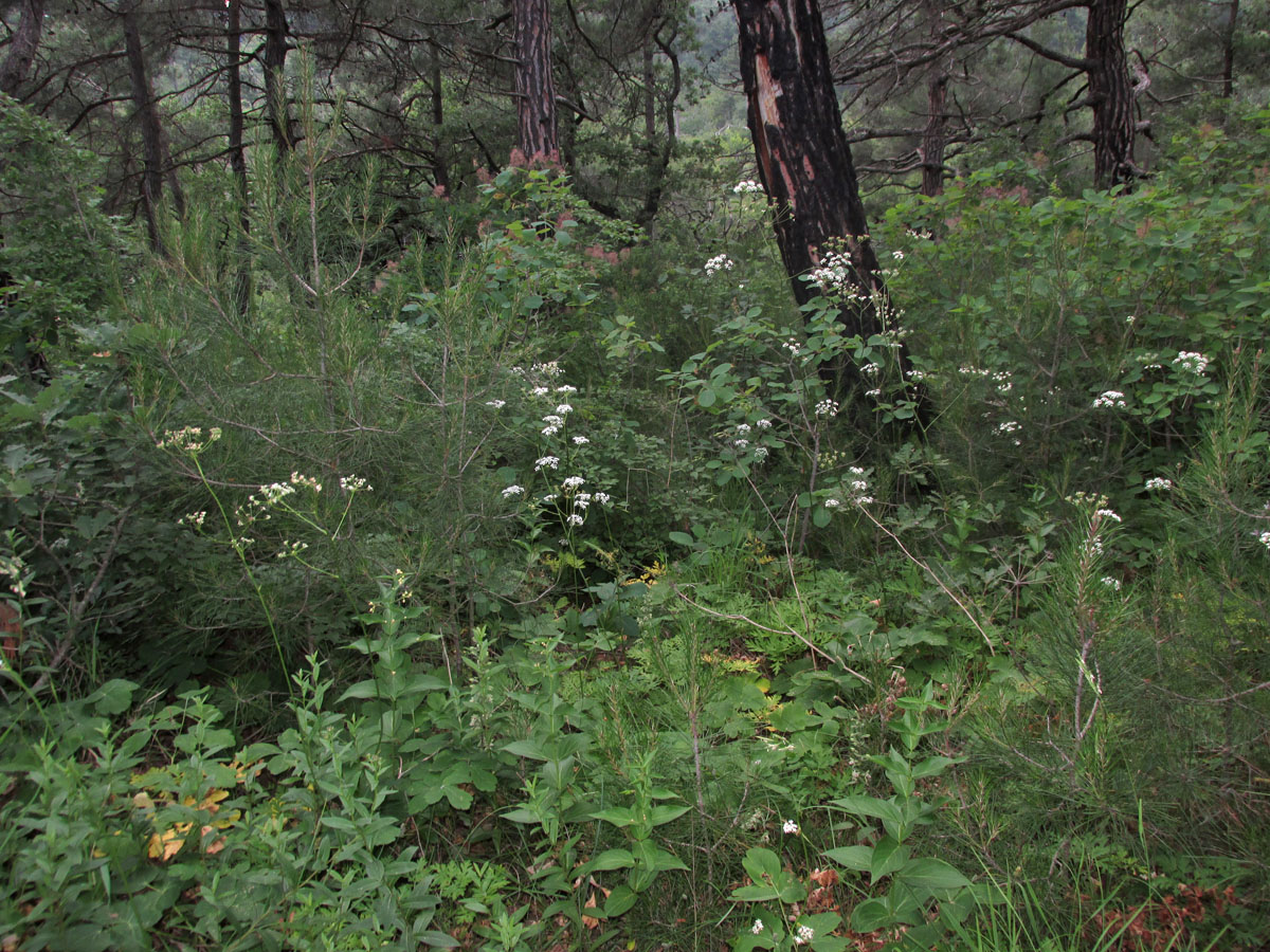 Окрестности Геленджика, image of landscape/habitat.