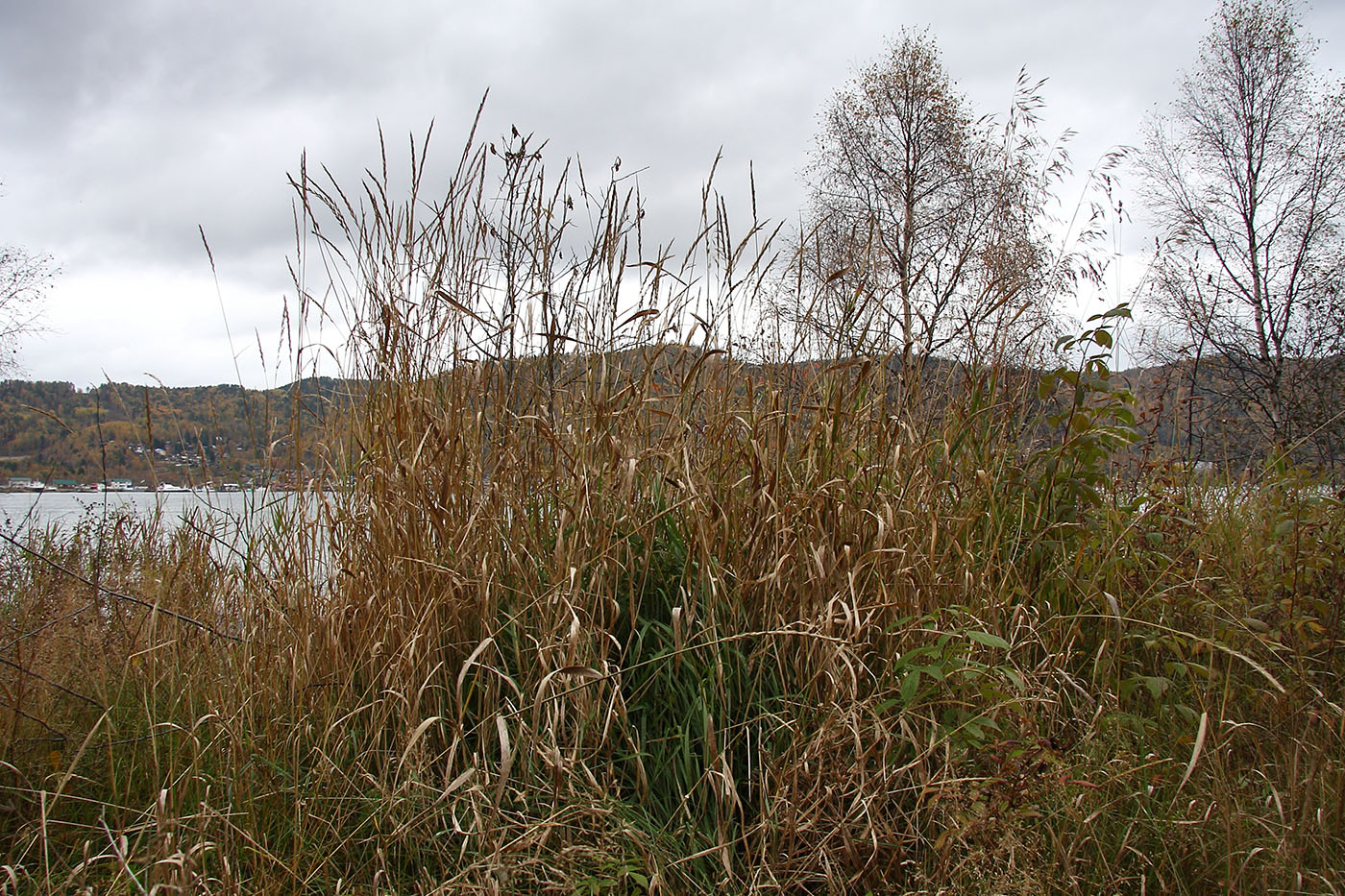 Порт Байкал, image of landscape/habitat.