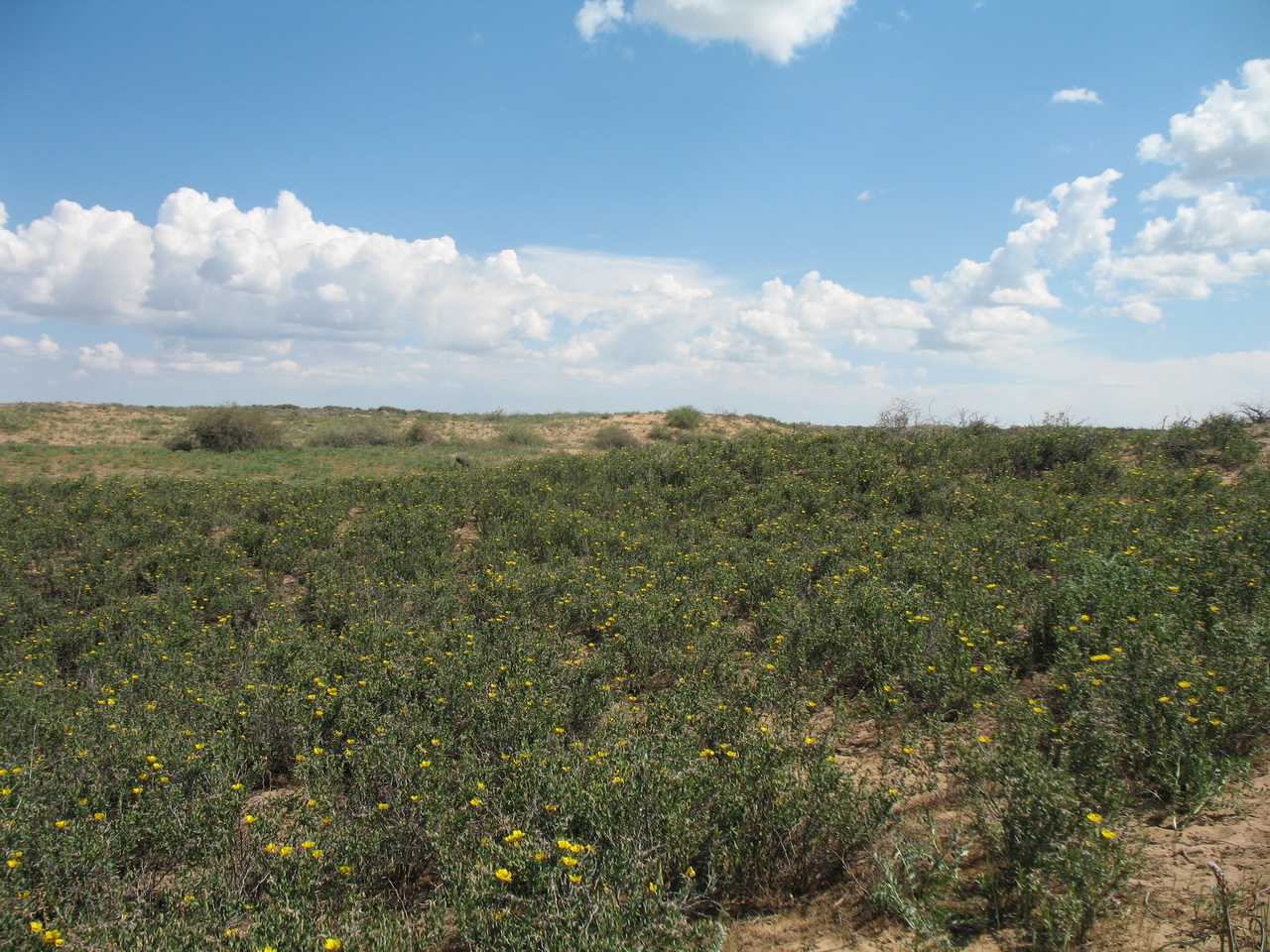 Акыртобе, image of landscape/habitat.