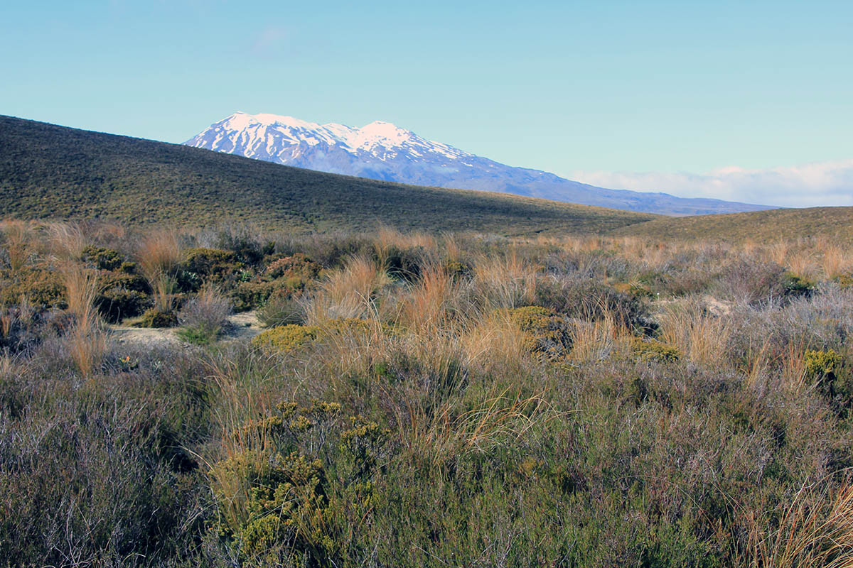 Тонгариро, image of landscape/habitat.