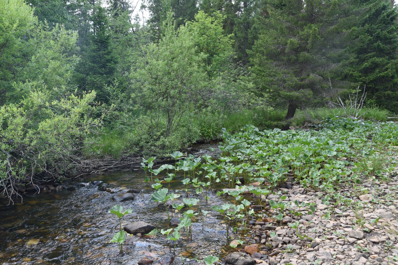 Большая Тесьма, image of landscape/habitat.